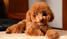 泰迪张大嘴吃瓜视频,萌态十足引网友爆笑