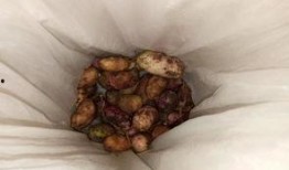 农村人吃八月瓜视频播放,农村人自制美食视频走红网络