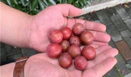 马路边吃野瓜视频大全下载,视频大全下载攻略