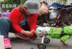 吃瓜狗车祸视频大全最新,瞬间还原事故现场