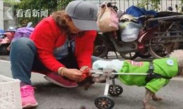 吃瓜狗车祸视频大全最新,瞬间还原事故现场