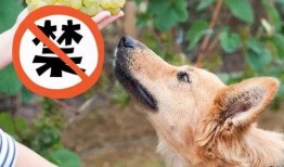 狗子爬墙吃瓜素材视频,萌态十足引网友爆笑