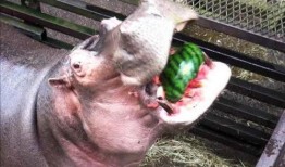 河马吃瓜视频搞笑版下载,瓜田笑果，欢乐无限下载