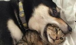 狗看人吵架吃瓜视频播放,化身“吃瓜群众”萌态十足