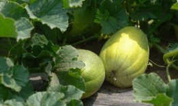 小花妞吃瓜蜜薯视频,甜蜜滋味引发网友热议