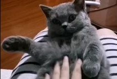 蓝猫吃瓜视频在线观看免费,欢乐无限，免费观看，尽享娱乐盛宴！