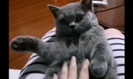 蓝猫吃瓜视频在线观看免费,欢乐无限，免费观看，尽享娱乐盛宴！