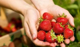 草莓小甜心吃瓜视频,揭秘娱乐圈幕后故事