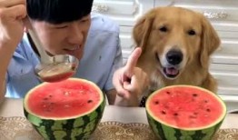 金毛妈妈吃瓜视频,萌宠美食瞬间，萌态可掬引网友热议