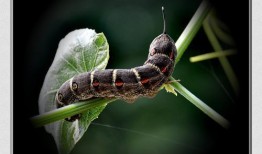 麦穗吃小瓜虫吗有毒吗视频,揭秘其安全性及潜在毒性