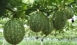 小吊瓜啃着吃怎么办视频,小吊瓜啃着吃的趣味体验分享