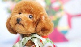 泰迪张大嘴吃瓜视频,萌态十足引网友爆笑