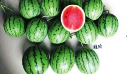 吃瓜视频南宁,揭秘城市生活百态