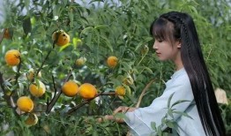 李子柒吃蜜瓜视频大全,田园生活与甜蜜时光的完美邂逅