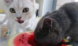 猫宁吃瓜视频大全,揭秘娱乐圈幕后故事