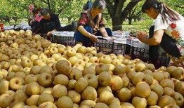 砀山最新吃瓜爆料视频,揭秘神秘事件背后的真相