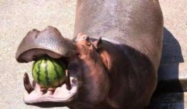 河马吃瓜视频搞笑版下载,瓜田笑果，欢乐无限下载