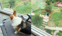 狗看人吵架吃瓜视频播放,化身“吃瓜群众”萌态十足