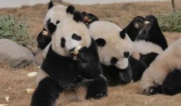 吃瓜熊猫人视频素材,揭秘萌宠美食界的欢乐时光