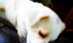 佛手瓜能不能给狗吃呀视频,狗狗饮食中的安全选择吗？