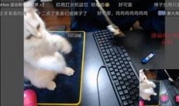 抖音反差风视频吃瓜q群,揭秘网红背后的真实生活