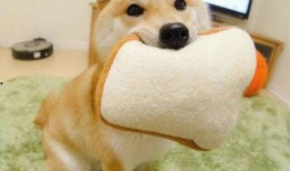 吃瓜柴犬动漫视频大全