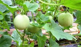 陕西吃瓜视频大全集,吃瓜视频大全集带你领略地道风味