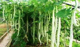 印度老太吃蛇瓜视频,惊险瞬间引网友热议