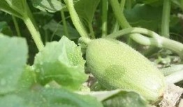 小花妞吃瓜蜜薯视频,甜蜜滋味引发网友热议