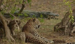 吃瓜豹子视频大全,揭秘娱乐圈幕后趣闻