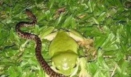 辛安小蛇吃瓜视频播放在线观看,独家在线观看，揭秘娱乐圈幕后故事