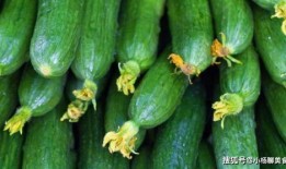 现在有人吃瓜视频吗,揭秘当下热门吃瓜视频现象