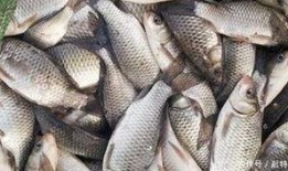 六大瓜吃鲫鱼视频大全,六大瓜教你轻松学会吃鲫鱼视频大全