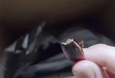 崽崽吃瓜视频在线观看,揭秘娱乐圈幕后故事