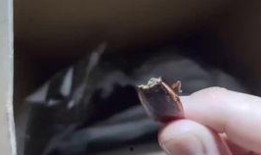 崽崽吃瓜视频在线观看,揭秘娱乐圈幕后故事