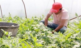 宁波吃瓜视频,揭秘当地美食文化，带你领略宁波风味