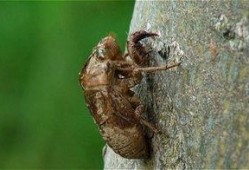 麦穗吃小瓜虫吗有毒吗视频,揭秘其安全性及潜在毒性