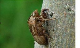 麦穗吃小瓜虫吗有毒吗视频,揭秘其安全性及潜在毒性