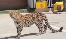 吃瓜豹子视频大全,揭秘娱乐圈幕后趣闻