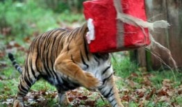 成都虎瓜怎么吃最好吃视频,解锁最佳食用秘籍，美味尽享