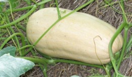 吃鸡视频南瓜冬瓜哈密瓜,欢乐“吃鸡”之旅