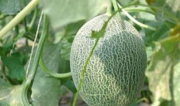 银龙吃哈密瓜好吗视频