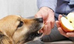 狗狗们吃茄瓜吗会死吗视频