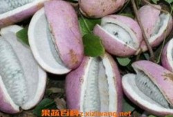 吃八月瓜拍视频