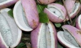 吃八月瓜拍视频