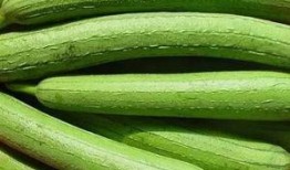 吃菱角瓜的好处和坏处视频,营养益处与潜在风险一览