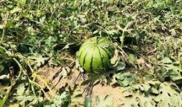 北京的吃瓜视频