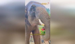 大象吃瓜视频大全,趣味视频大盘点