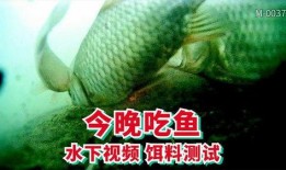六大瓜吃鲫鱼视频大全,六大瓜教你轻松学会吃鲫鱼视频大全