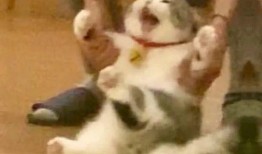 早起吃瓜视频大全集,视频大全集精彩回顾